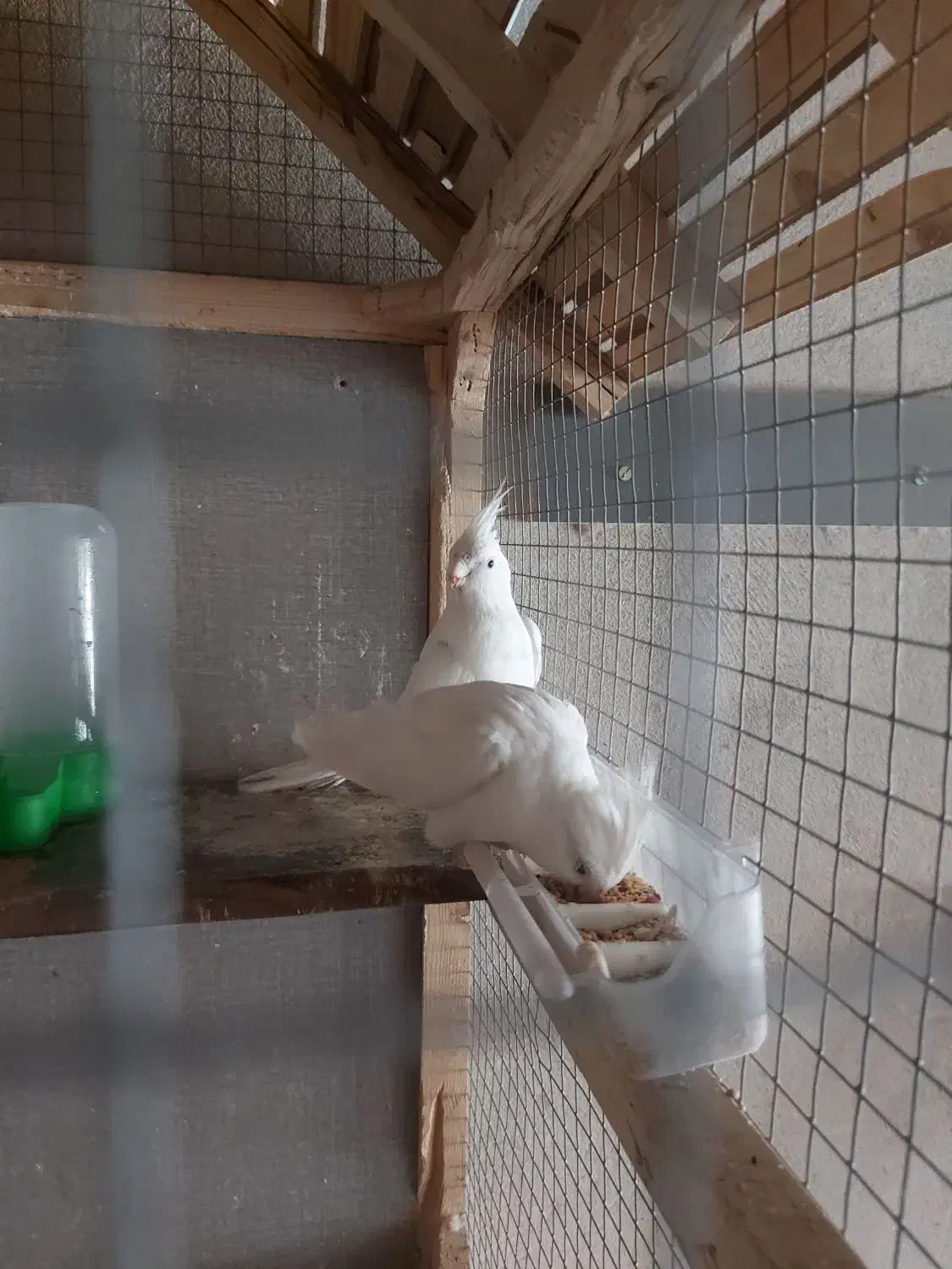 عروس هلندی البینو سیامون معاوضه قناری بخون|پرنده|مشکین‌دشت, |دیوار