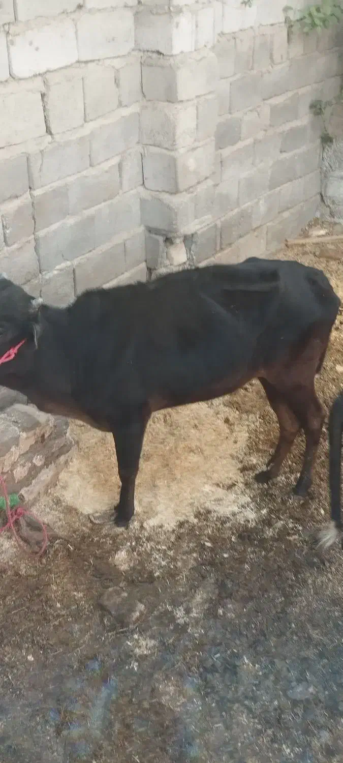 گاو|حیوانات مزرعه|بم, |دیوار