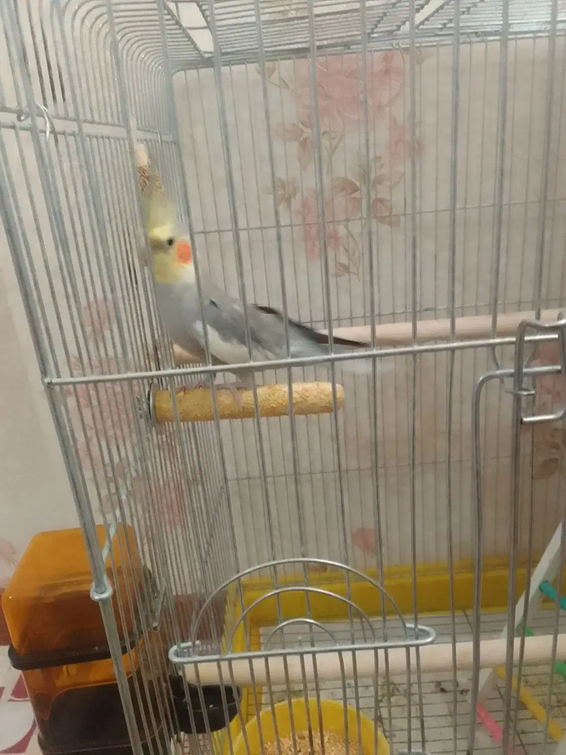 عروس هلندی نر سخنگو|پرنده|همدان, |دیوار