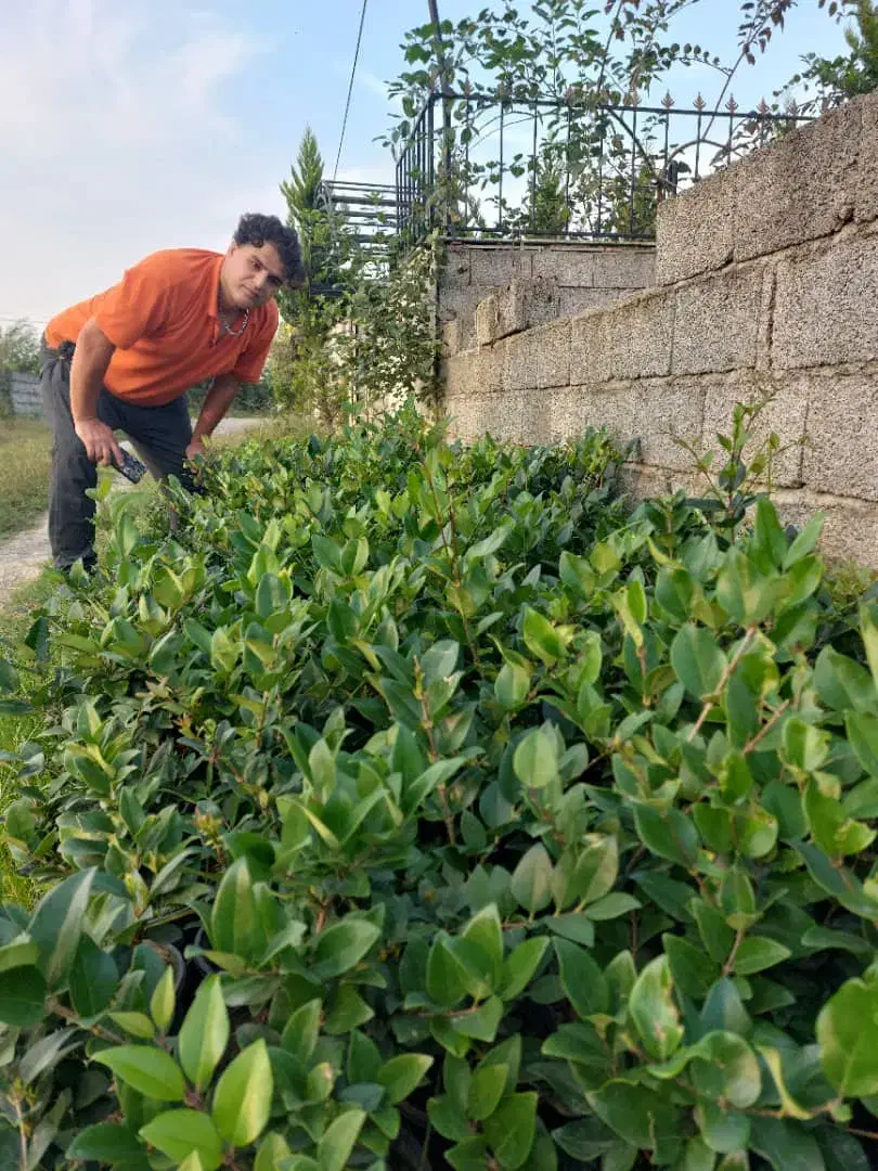 گل یاس سطل ۳|گل و گیاه طبیعی|خرمآباد (تنکابن), |دیوار