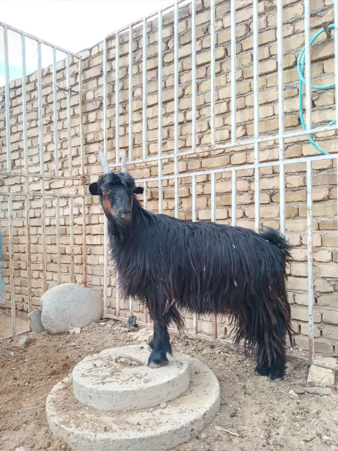 بزشیرازی|حیوانات مزرعه|اراک, |دیوار