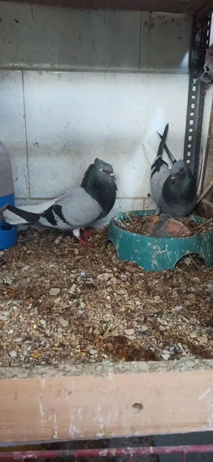 کبوتر دمسفید|پرنده|دوگنبدان, |دیوار