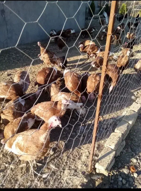 فروش بوقلمون جوان ۴تا۶کیلو|حیوانات مزرعه|بوکان, |دیوار