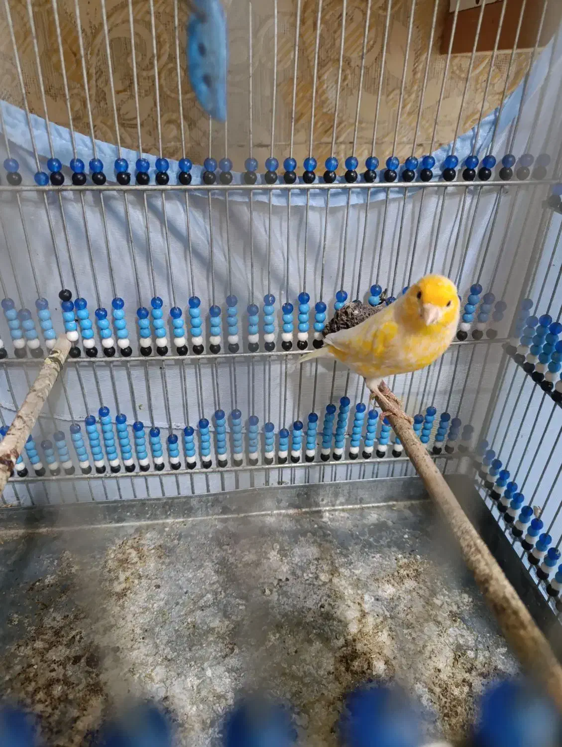 قناری نر و ماده|پرنده|ایلام, |دیوار