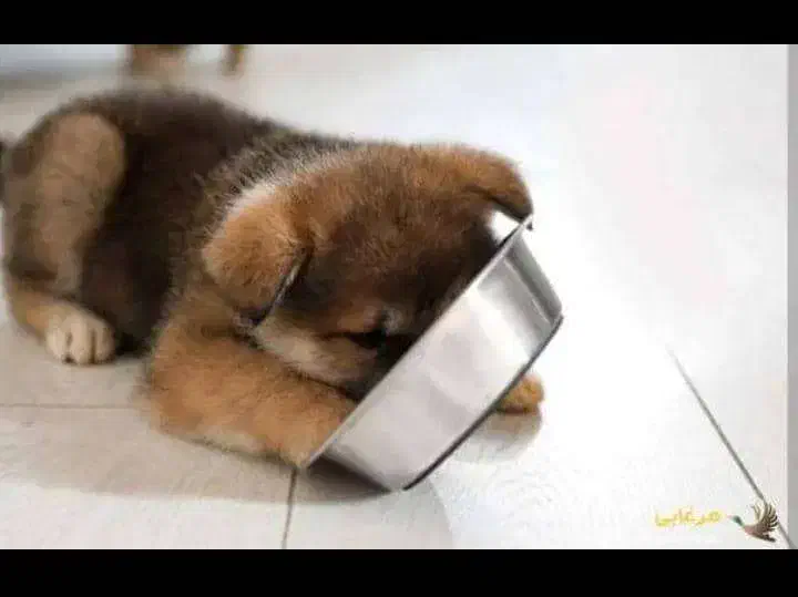 واگذاری توله سگ|سگ|بروجرد, |دیوار