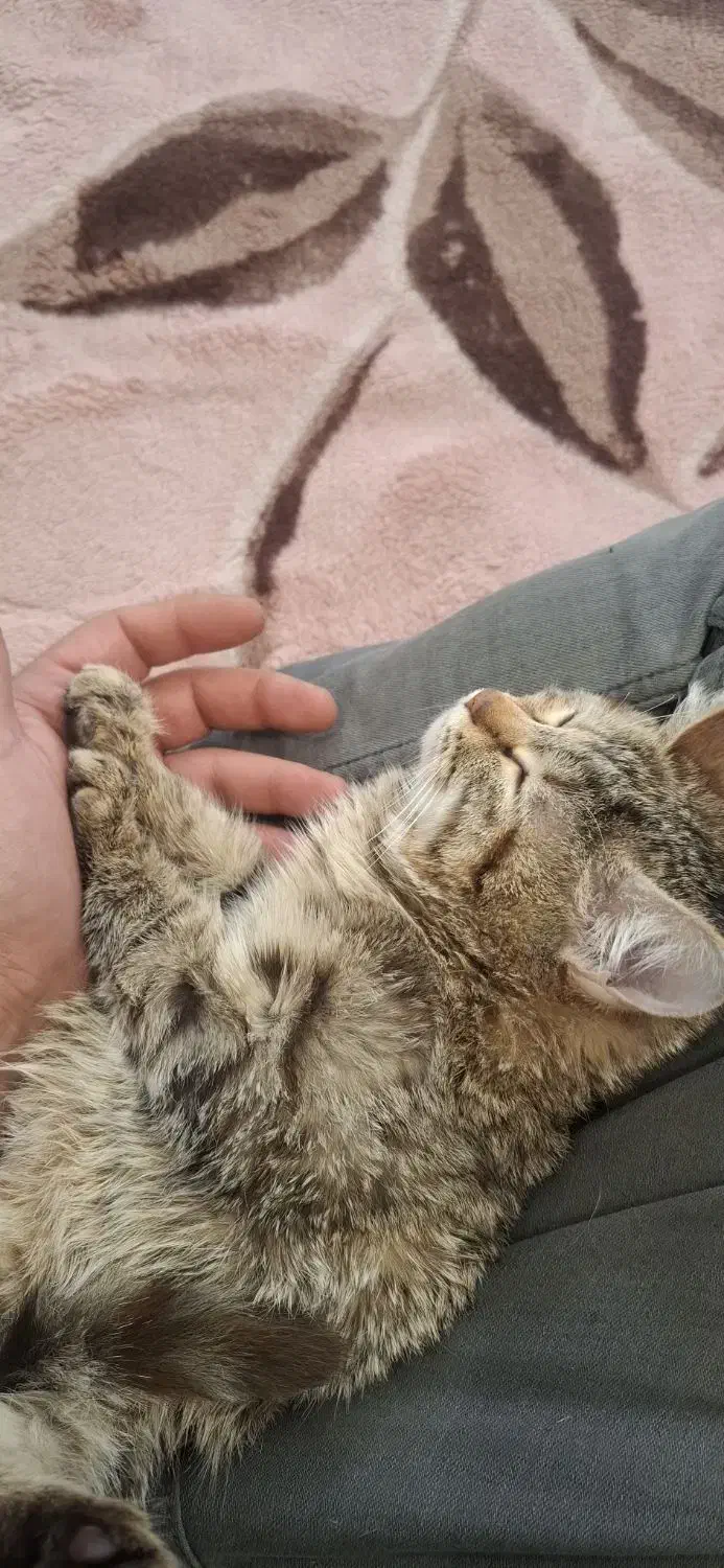 پیشی ناز|گربه|کیش, |دیوار