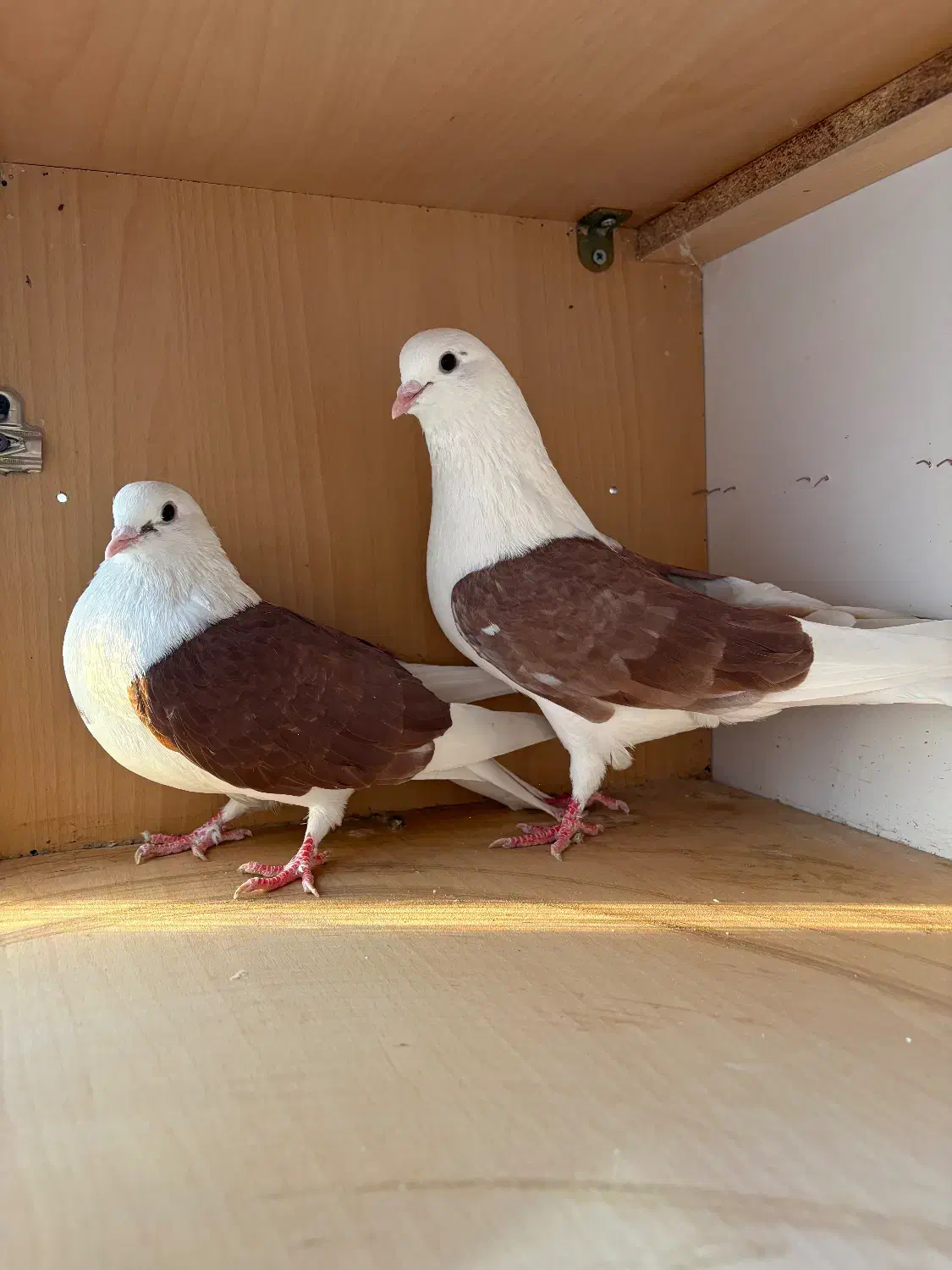 کبوتر کفتر|پرنده|هشتگرد, شهرک راه آهن|دیوار