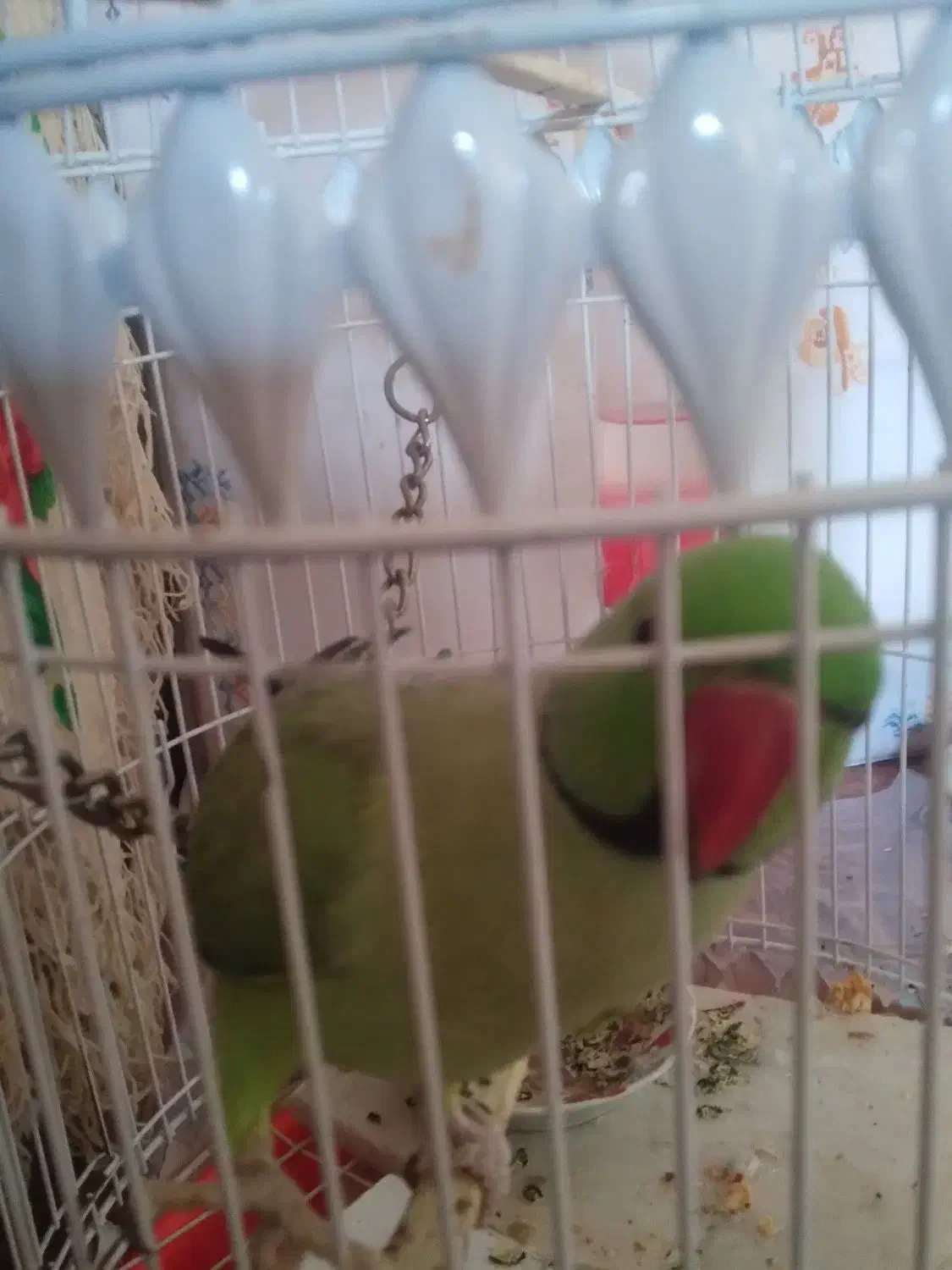 طوطی|پرنده|مهدی شهر, |دیوار