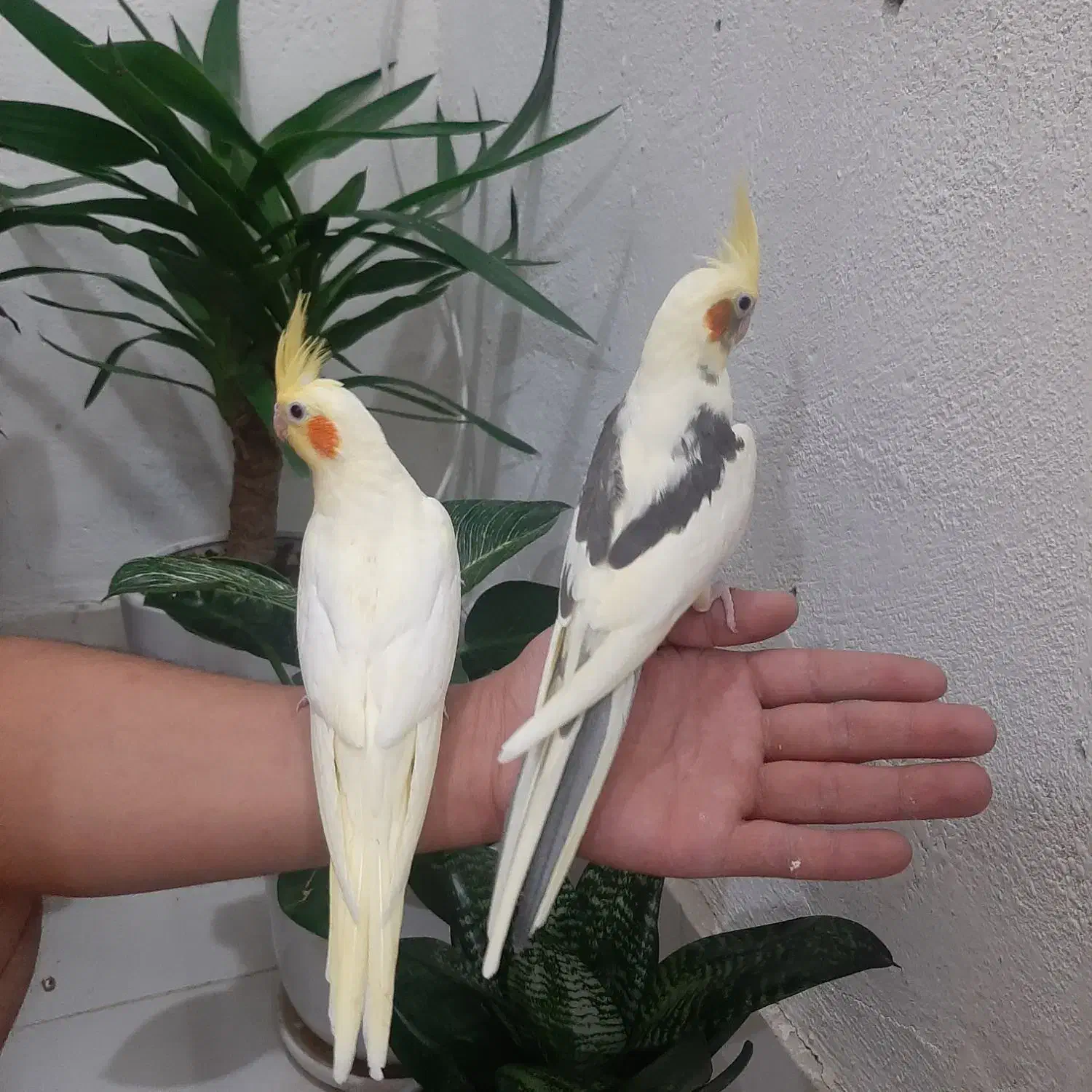 عروس هلندی|پرنده|خوانسار, |دیوار