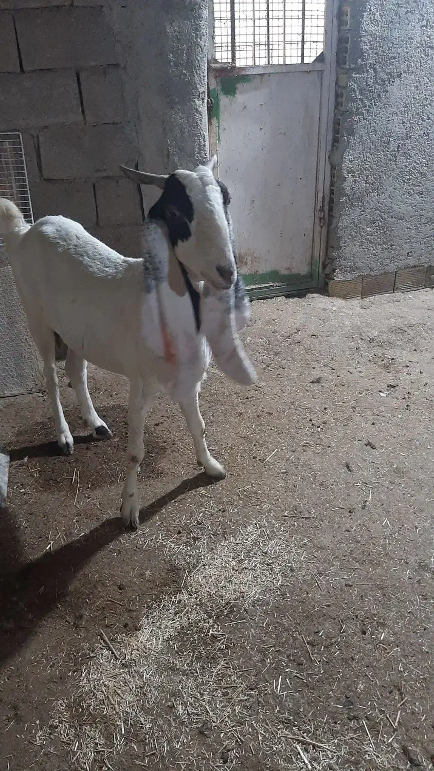 بز پاکستانی باردار|حیوانات مزرعه|بندر ماهشهر, |دیوار