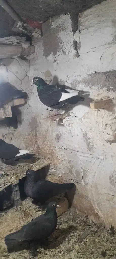 سیاه پلنگ و کلاغ|پرنده|بردسیر, |دیوار