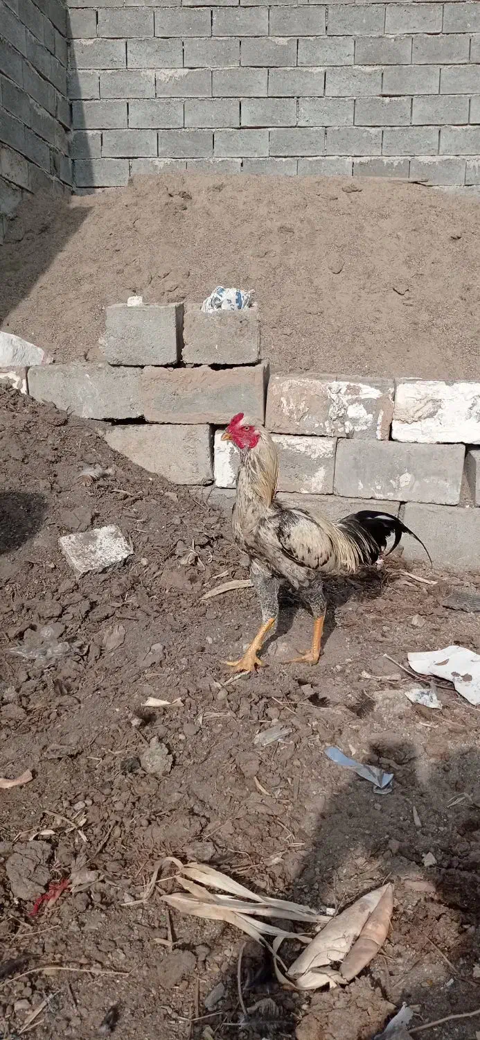 خروس لاری|حیوانات مزرعه|ملکان, |دیوار