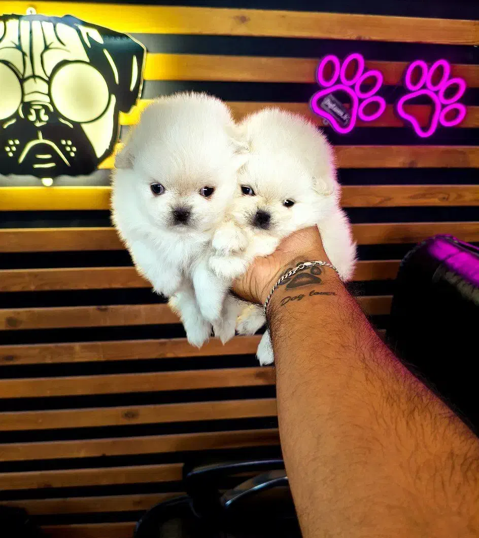 پامرخرسی پامرعروسکی توی پودل مینی شیتزو سگ جیبی|سگ|اصفهان, خانه اصفهان|دیوار