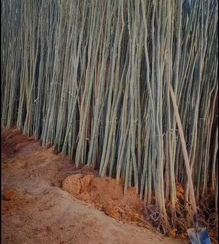 فروش انواع نهال در غرب نهال مهندس داداشی|خدمات باغبانی و درختکاری|پرهسر, |دیوار