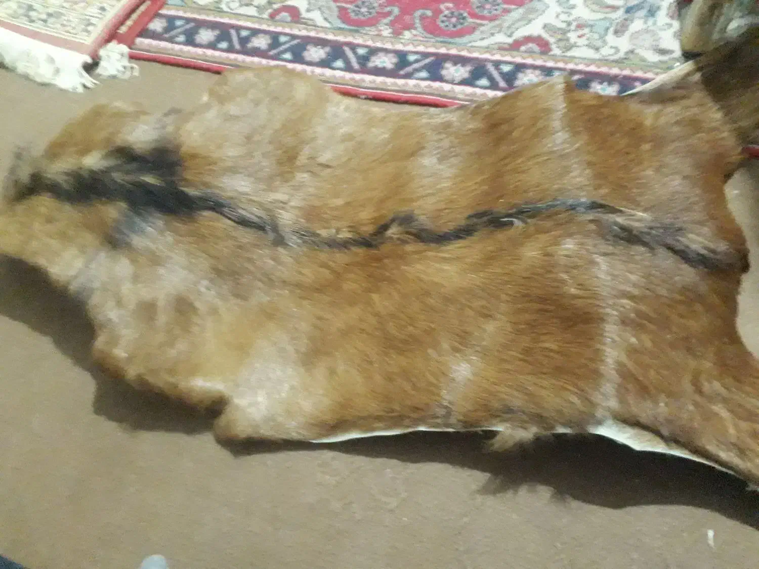 یک عدد پوست بز|گلیم، جاجیم، گبه|فردیس, منظریه|دیوار