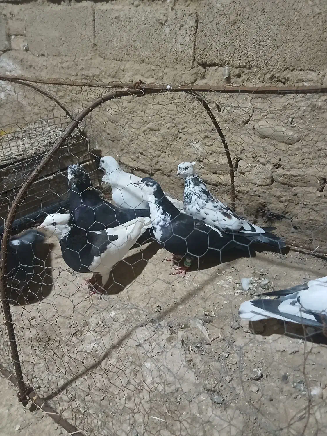 تعدادی کفتر رنگی تکپر|پرنده|مینودشت, |دیوار