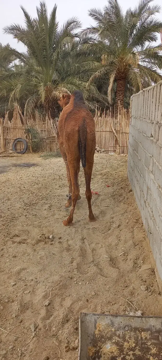 شتر ماده ۴ سال|حیوانات مزرعه|بم, |دیوار