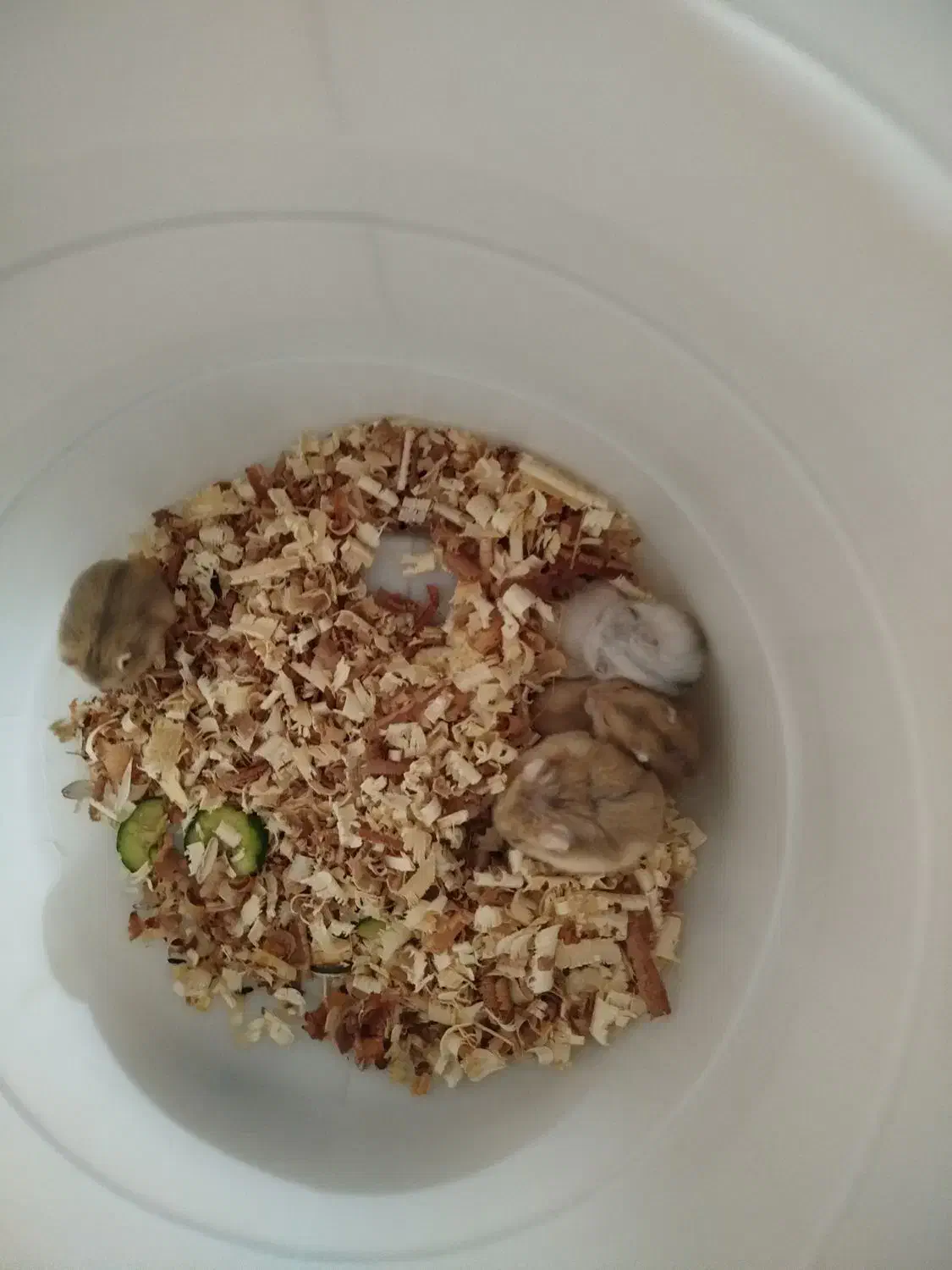 همستر زیبا وبازیگوش|موش و خرگوش|بندرعباس, |دیوار