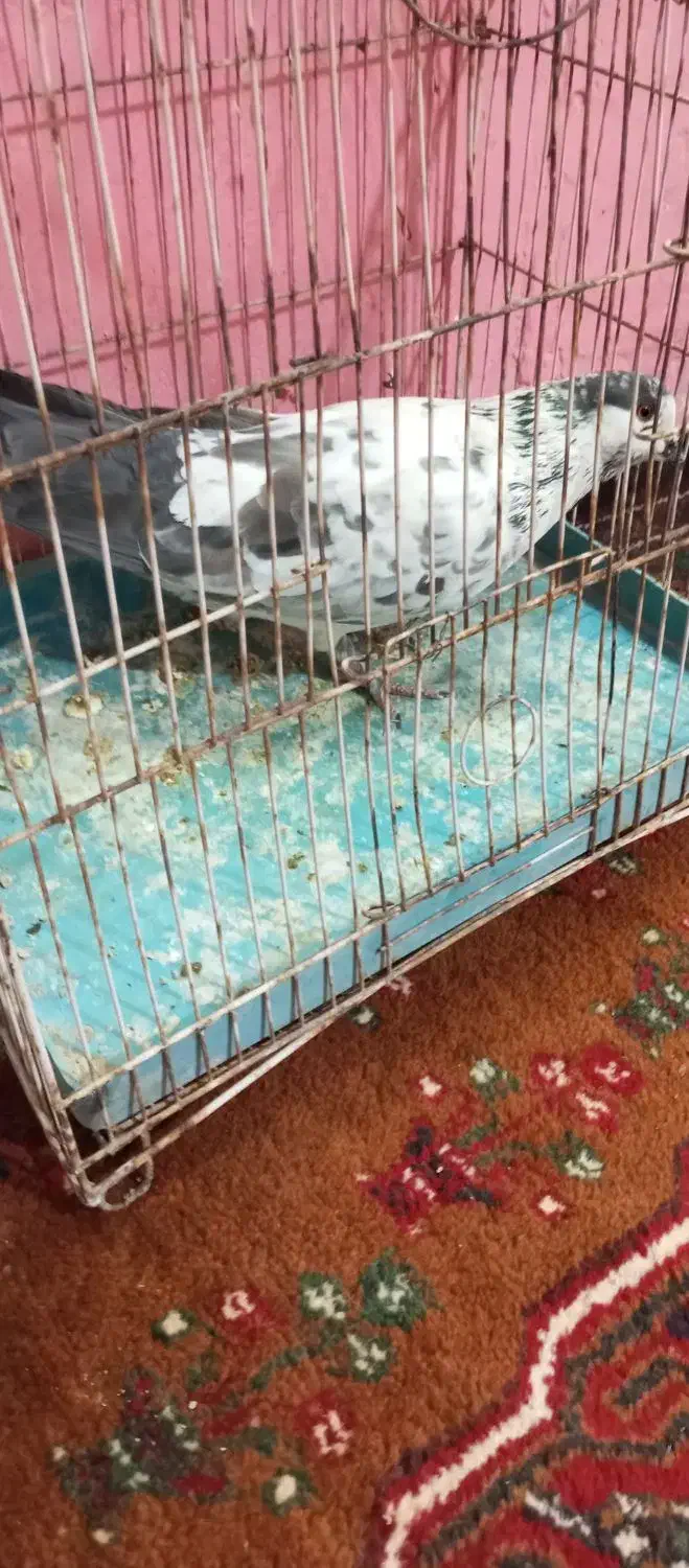 کفتر سینه سفید|پرنده|تیمور آباد, |دیوار