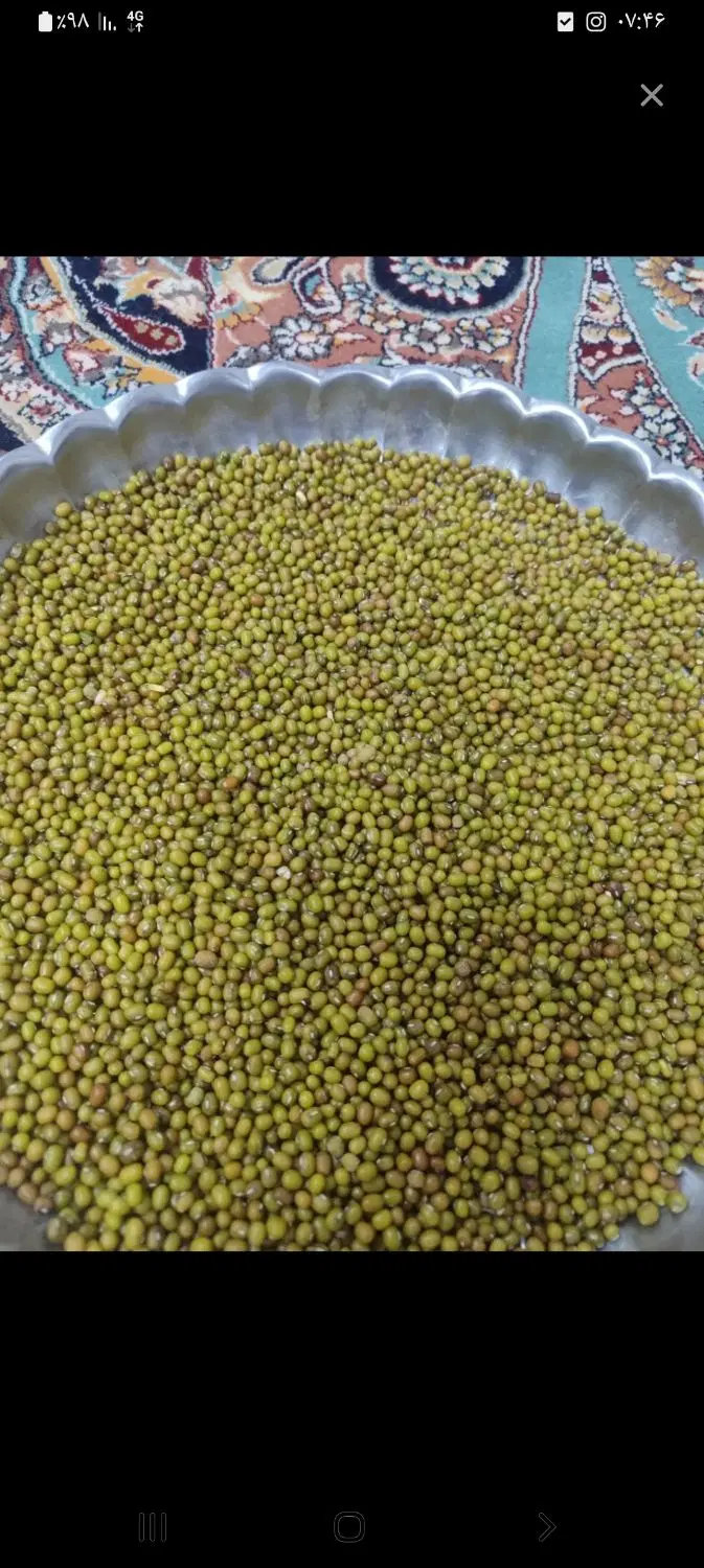 ماش|عمده‌فروشی|کلاله, |دیوار