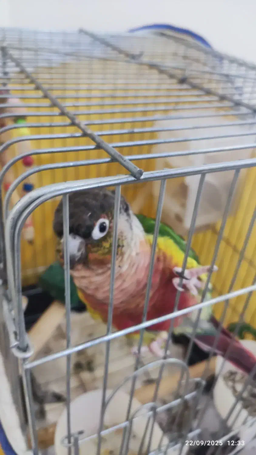 طوطی گرینجیک|پرنده|شهریار, شهرک وائین|دیوار