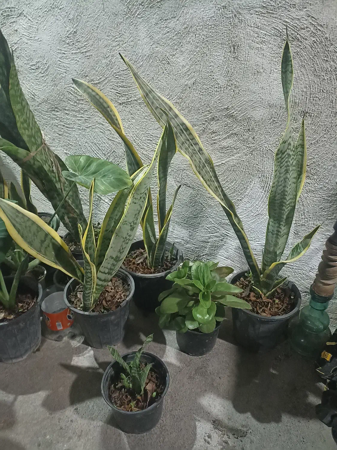 گلها بصورت تکی هم فروخته میشود|گل و گیاه طبیعی|خمام, |دیوار