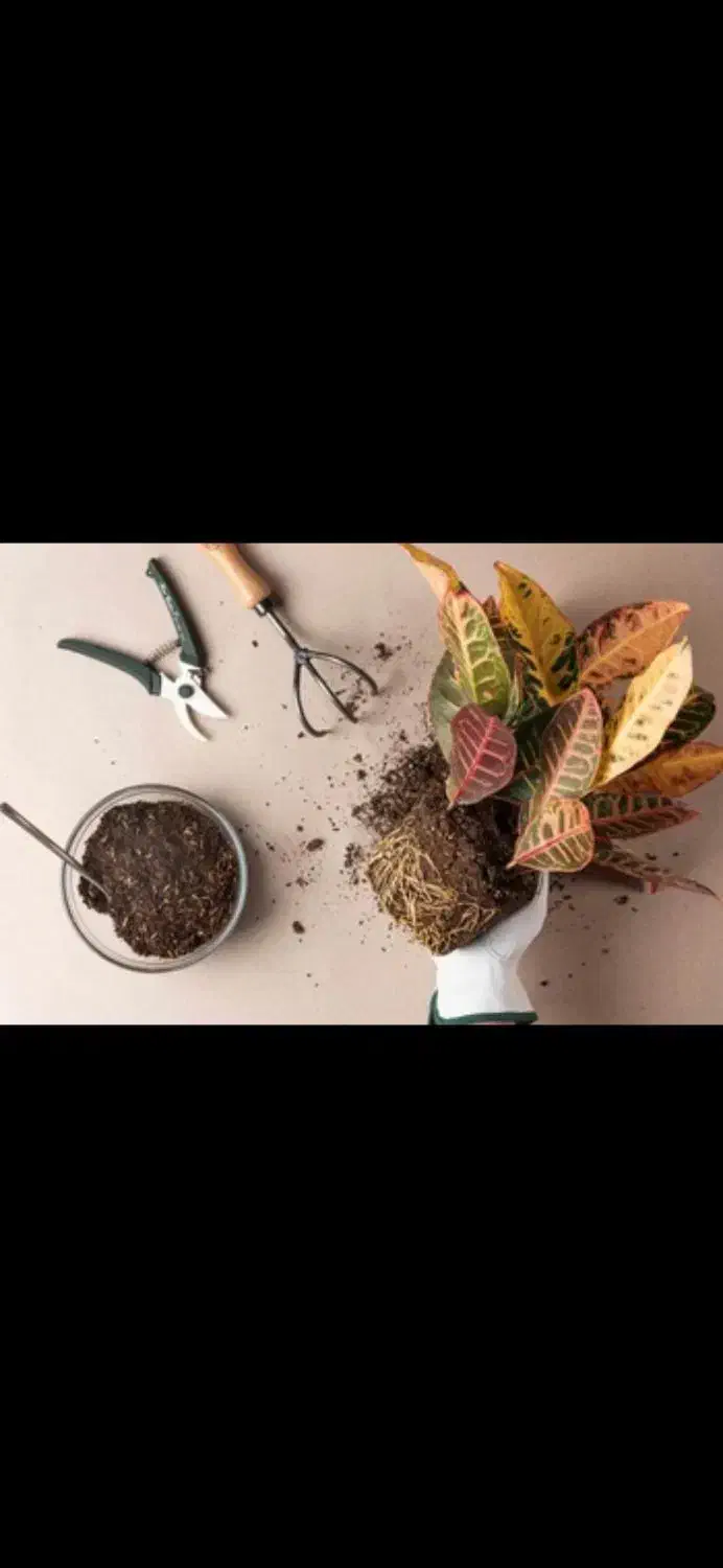 تعویض گلدان و خاک گل و گیاه و نهال و درخت|خدمات باغبانی و درختکاری|فلاورجان, |دیوار