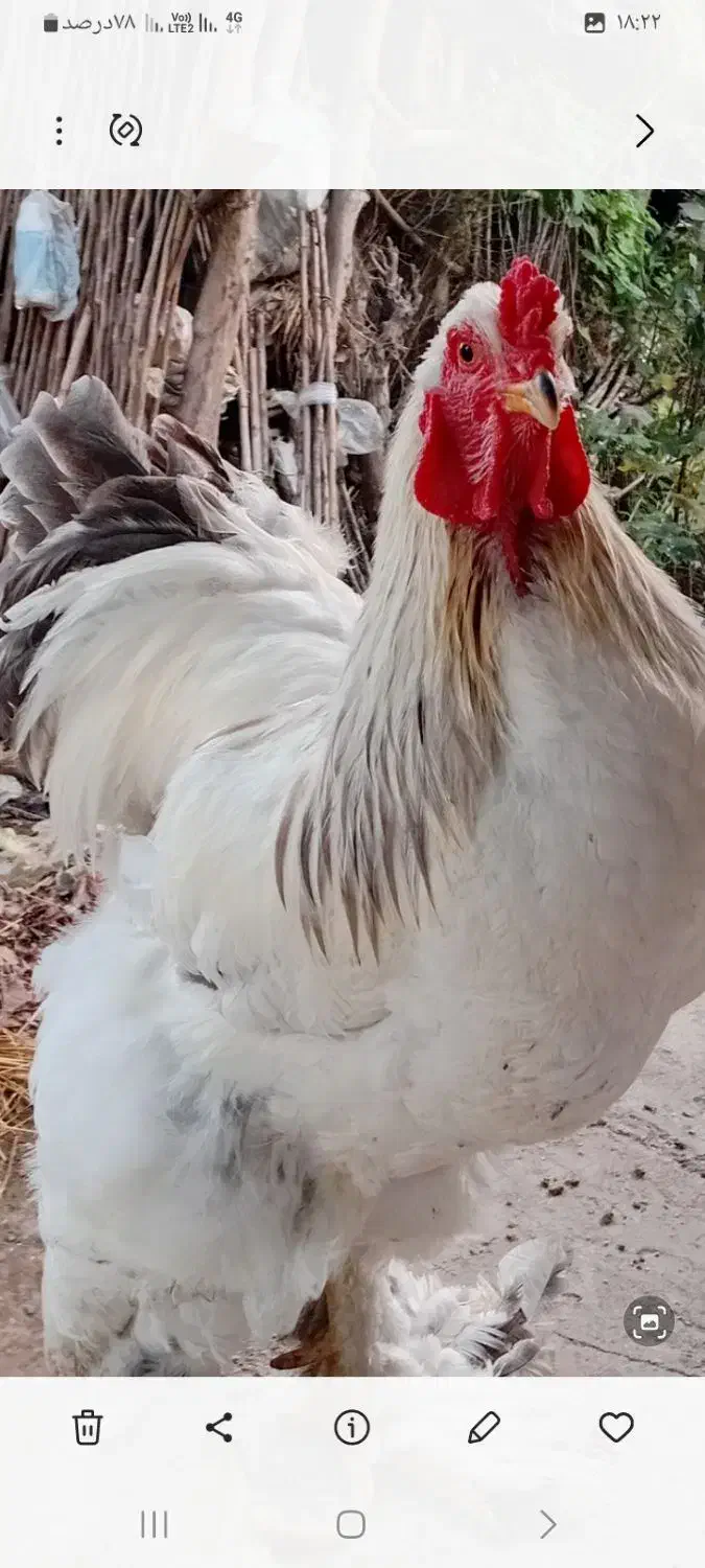 خروس برهمالایت|حیوانات مزرعه|آستانه اشرفیه, |دیوار