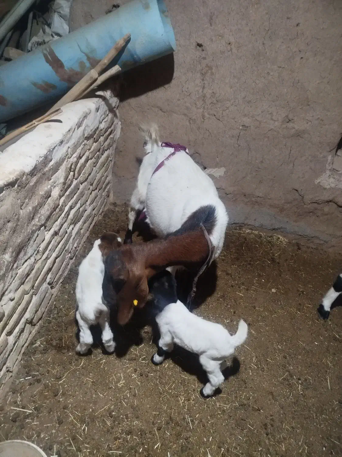 یک عدد بز|حیوانات مزرعه|فرح دشت, |دیوار