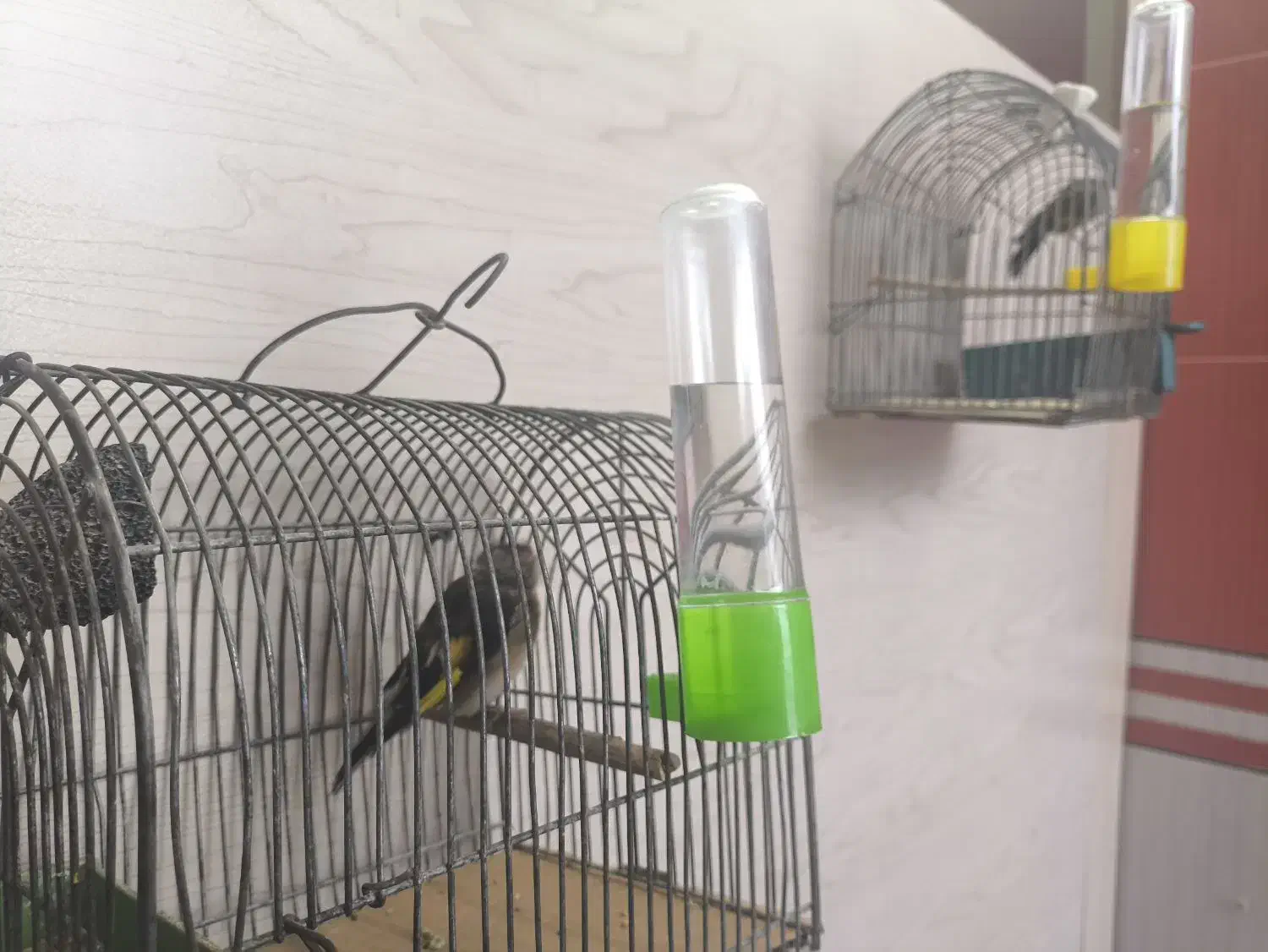 سهره|پرنده|لار, |دیوار