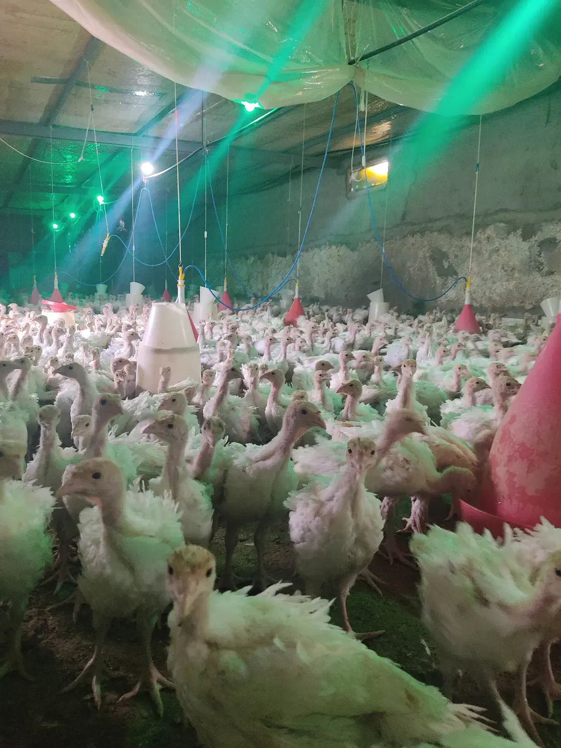 بوقلمون|حیوانات مزرعه|بیرجند, |دیوار