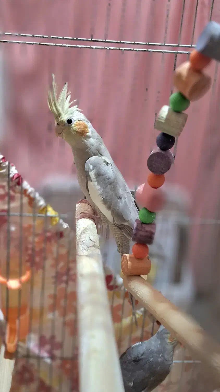 طوطی عروس|پرنده|رشت, شهرک شهید مفتح|دیوار