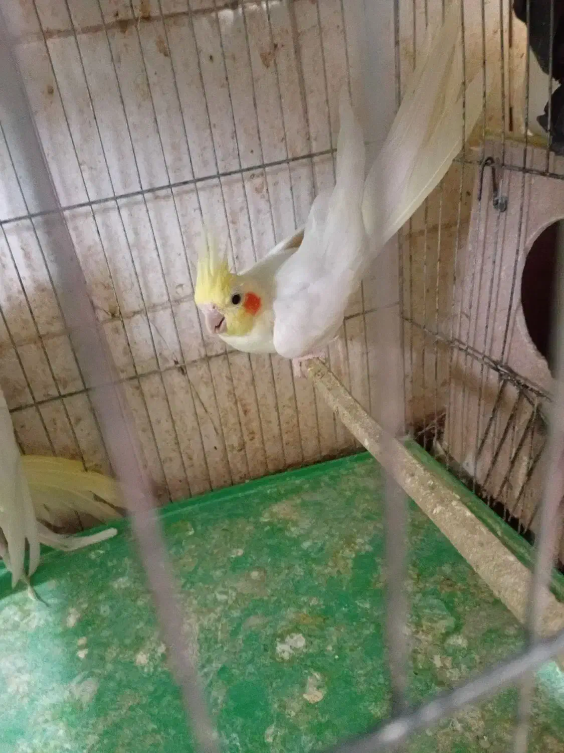 عروس هلندی|پرنده|مسجد سلیمان, |دیوار