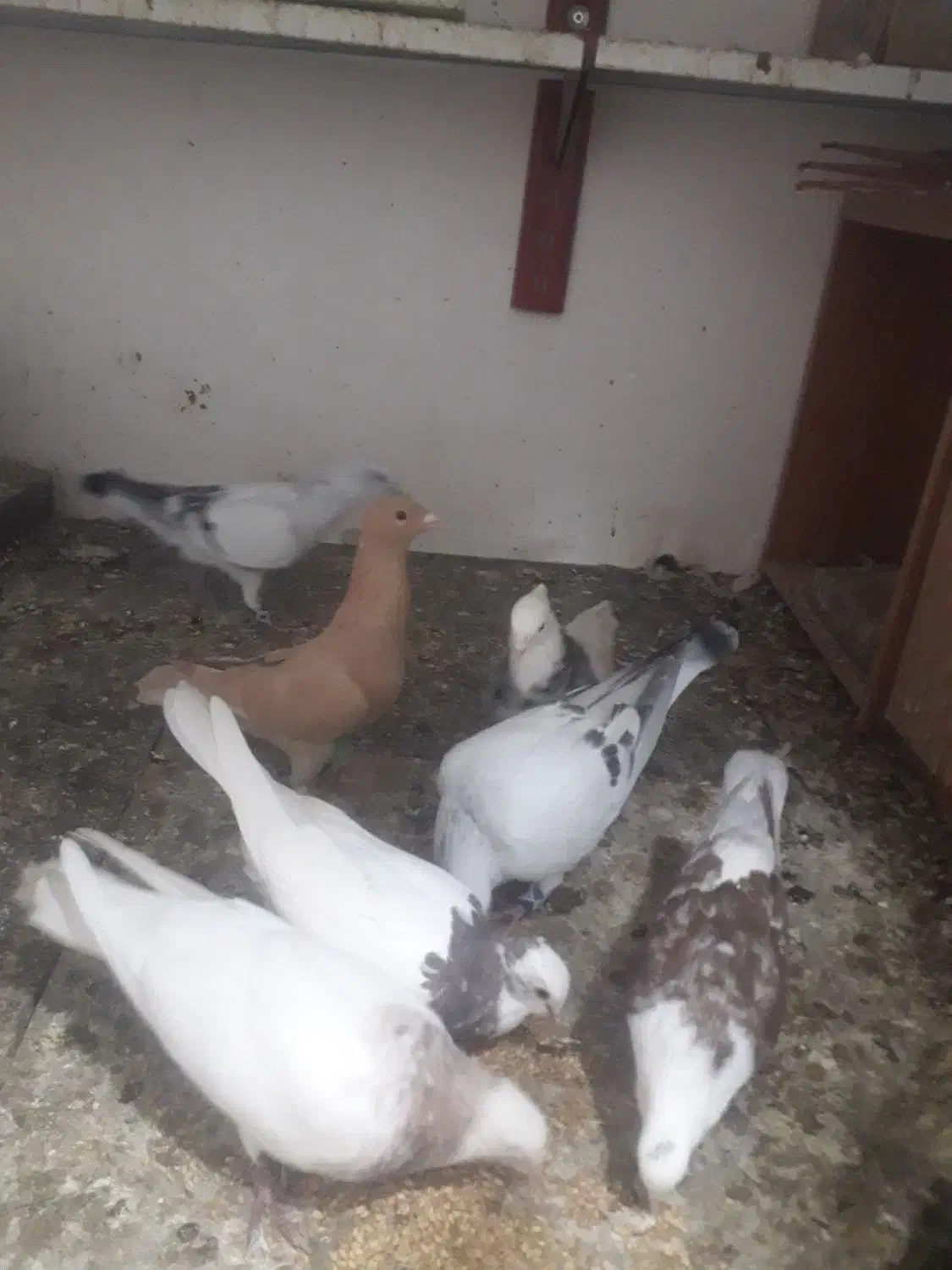 زردوشامی|پرنده|سبزوار, قصبه شرقی|دیوار