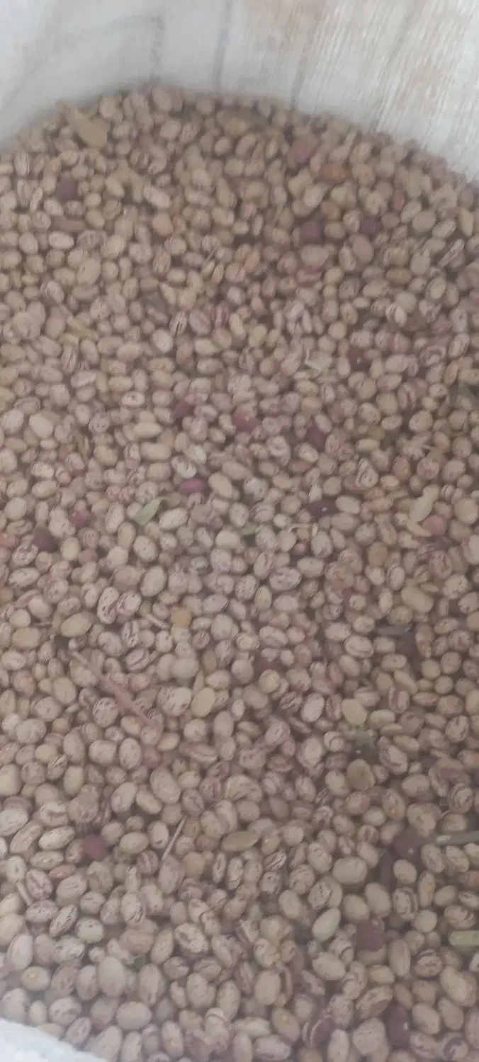 لوبیا چیتی|عمده‌فروشی|مهاباد (آذربایجان غربی), |دیوار