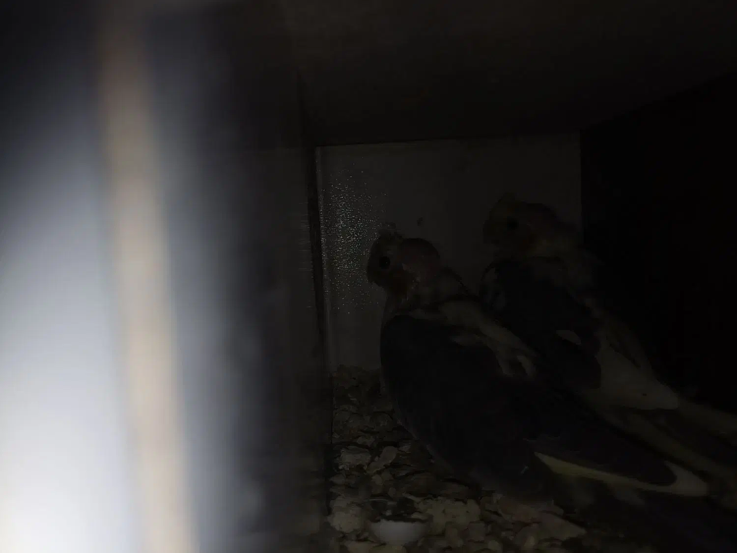 جوجه عروس هلندی|پرنده|تربت جام, خیرآباد|دیوار