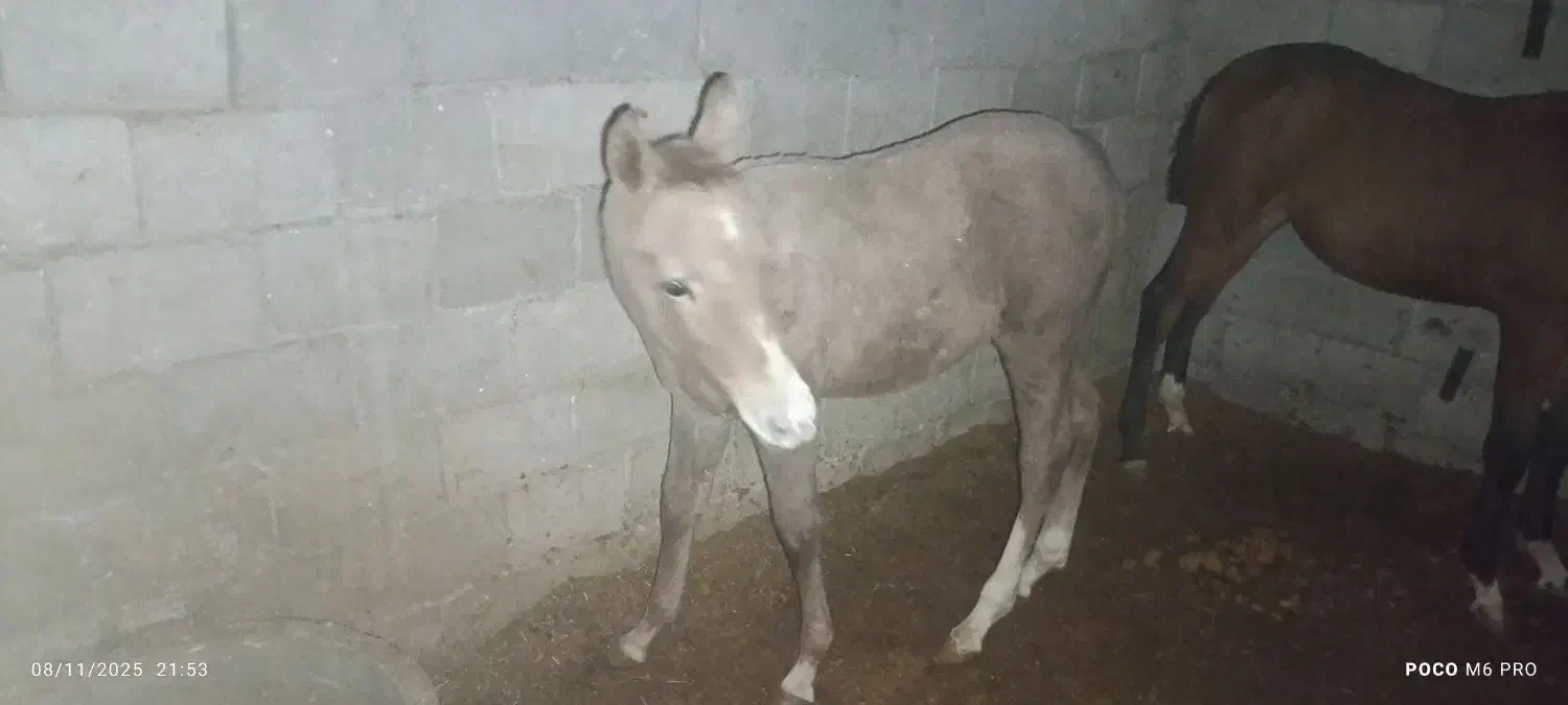 کری عرب وارداتی|اسب و تجهیزات اسبسواری|لنجان, |دیوار