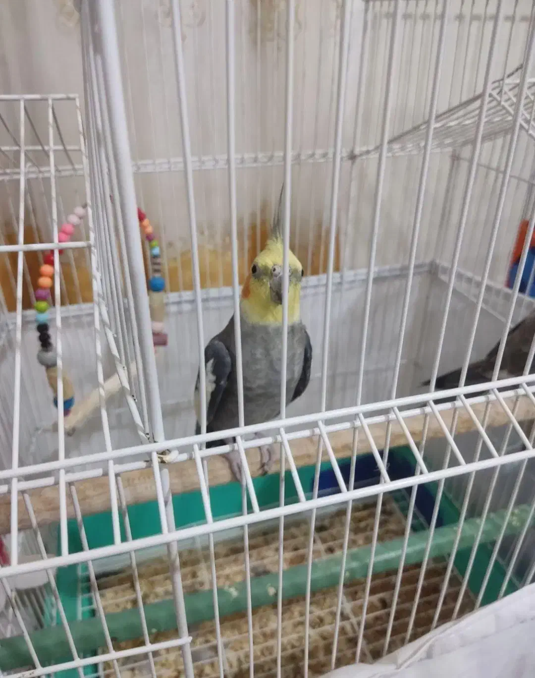 عروسی هلندی سخنگو|پرنده|نیر (اردبیل), |دیوار