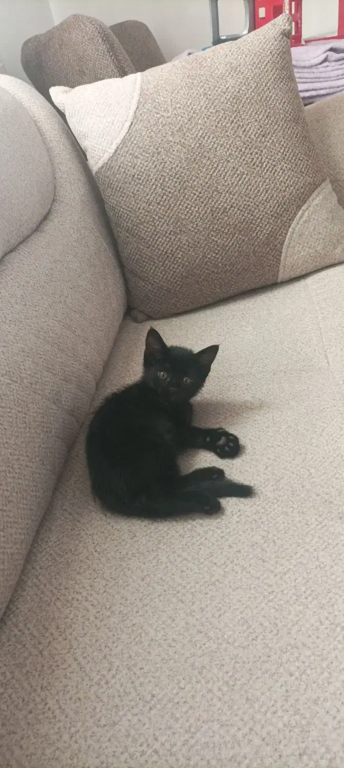 گربه واگزاری|گربه|کهریزک, |دیوار