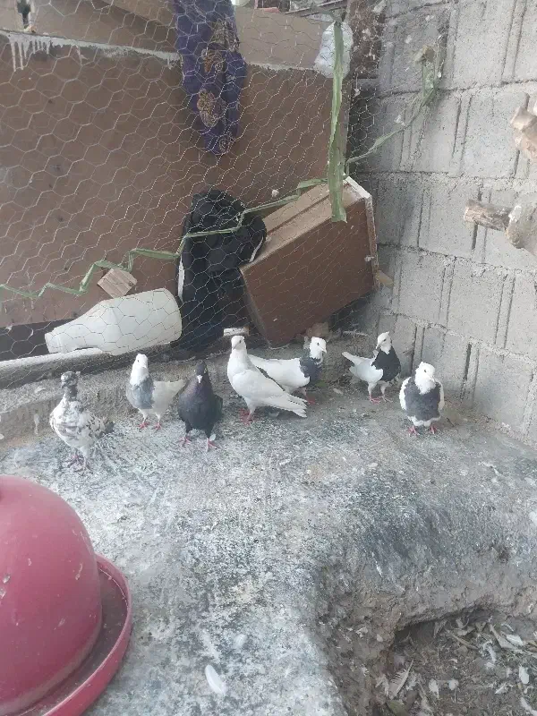 کفتر|پرنده|چرام, |دیوار