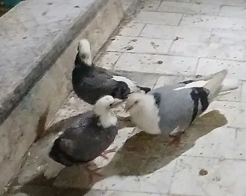 پرنده|پرنده|قم, شاه سید علی|دیوار