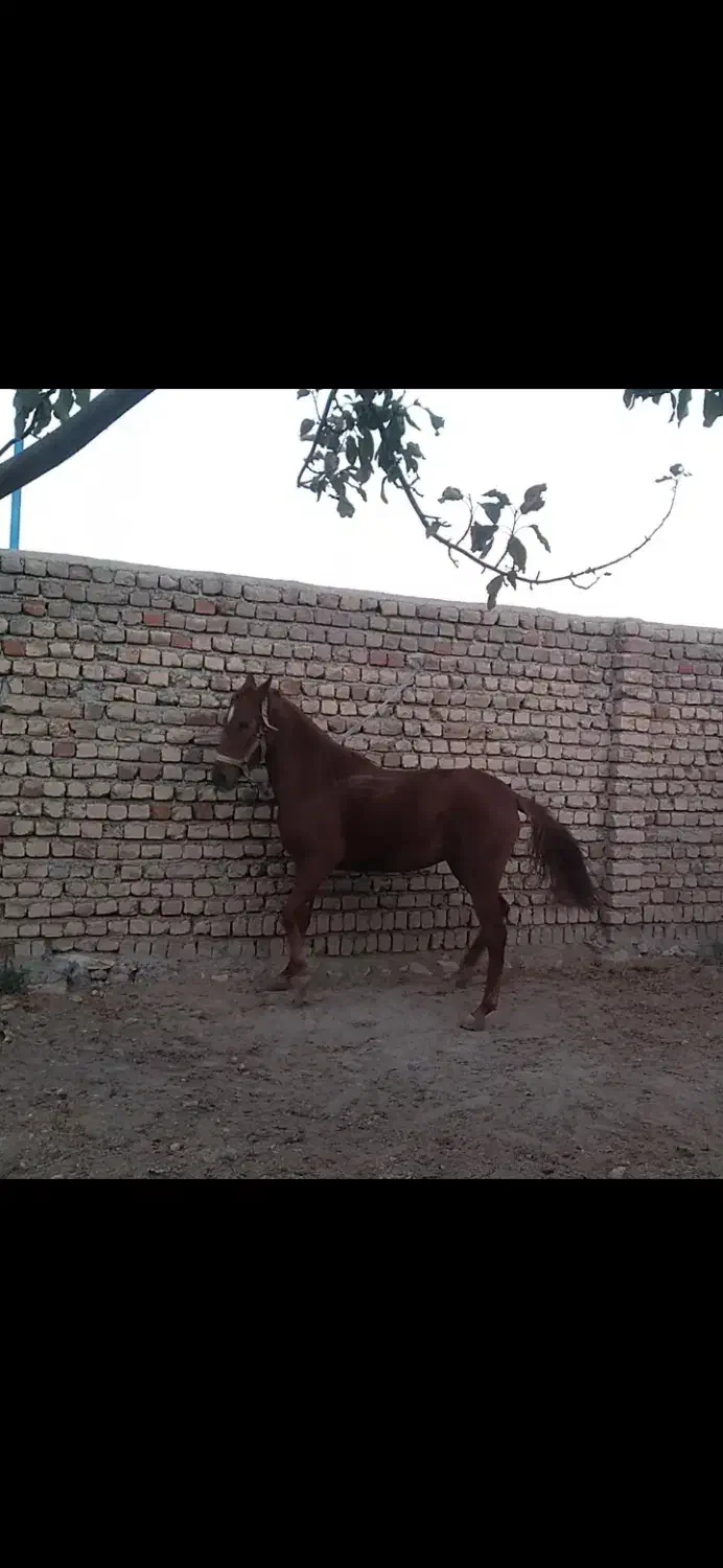 اسب|اسب و تجهیزات اسبسواری|کوهدشت, |دیوار