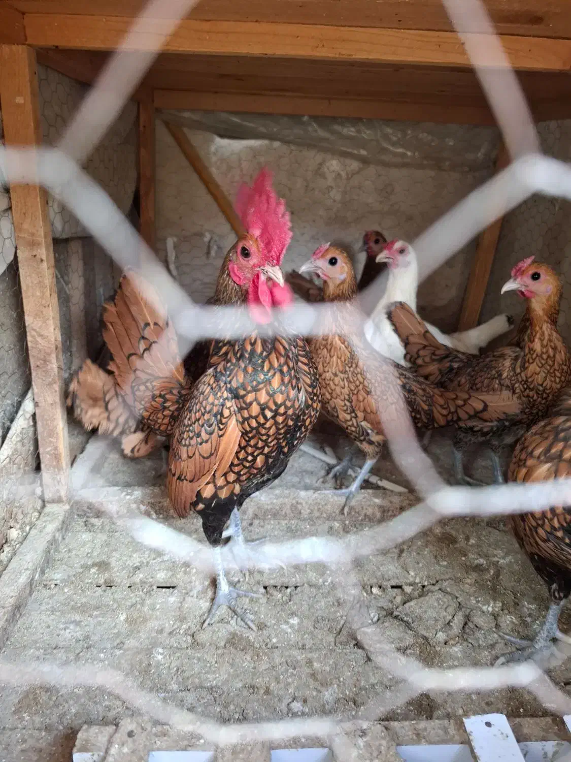 مرغ وخروس|حیوانات مزرعه|ایلام, |دیوار