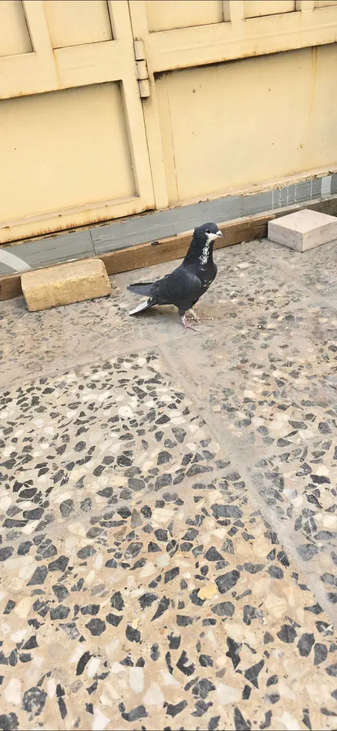 کبوتر معاوضه باپرنده زینتی|پرنده|اصفهان, باغ فدک|دیوار