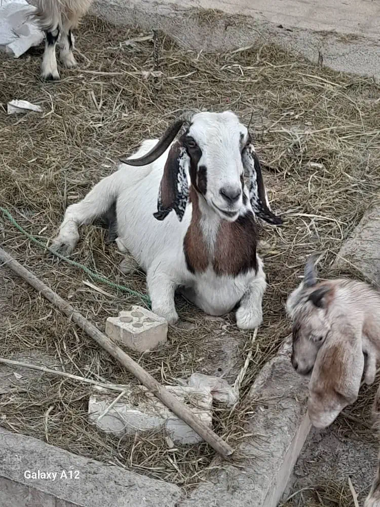 بز سالم وسرحال|حیوانات مزرعه|خرمشهر, |دیوار