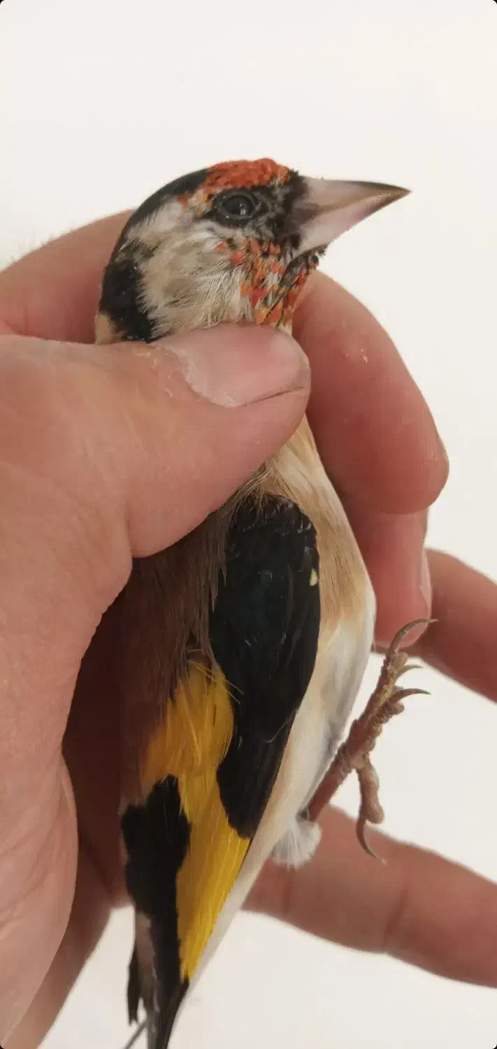 سهره نر|پرنده|اردبیل, |دیوار