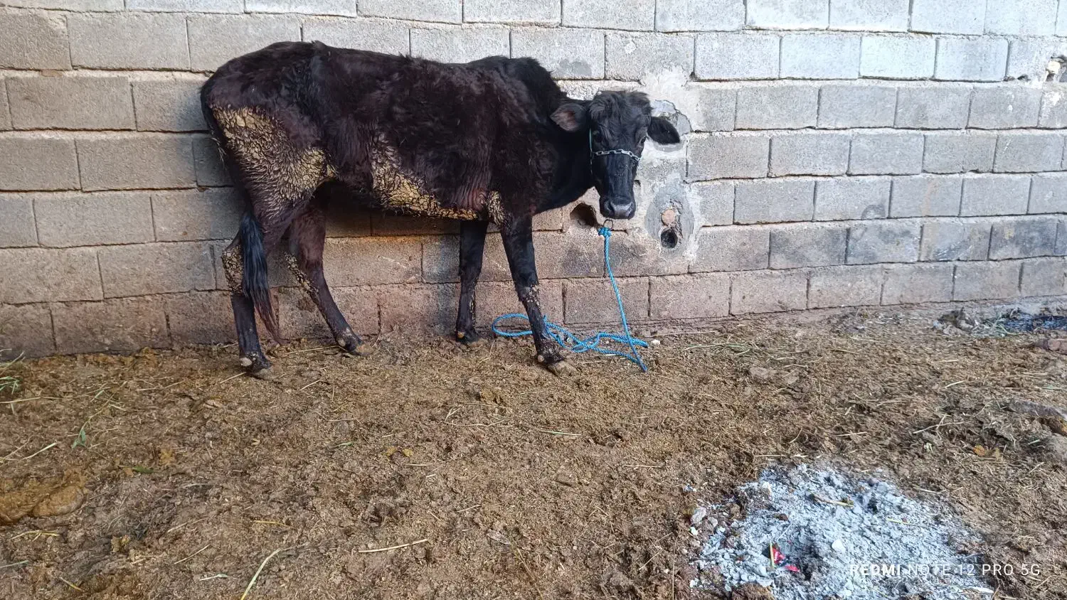 گاو جرسی|حیوانات مزرعه|شادگان, |دیوار