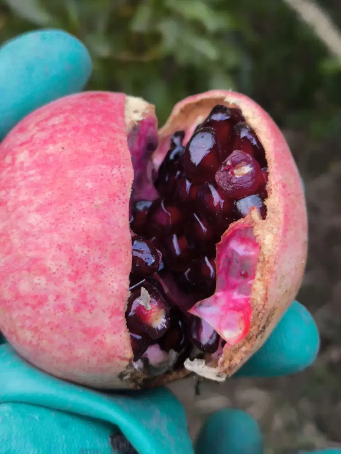 انار عقدا|خوردنی و آشامیدنی|عقدا, |دیوار