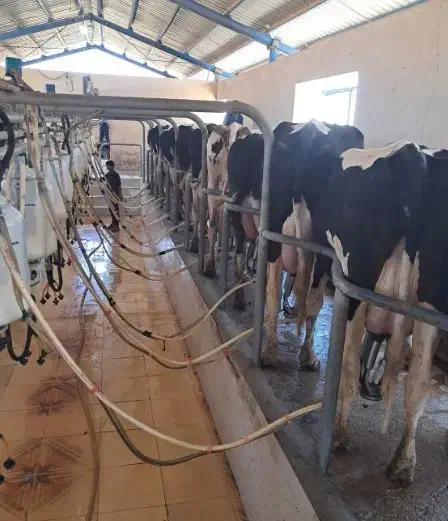 کار در گاوداری|استخدام صنعتی، فنی، مهندسی|بیضا, |دیوار