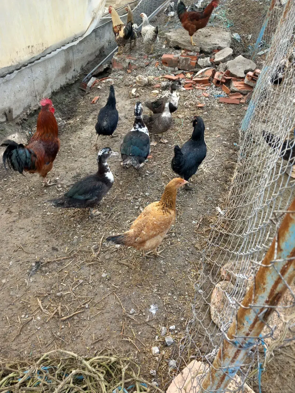 اردک اسرائیلی|حیوانات مزرعه|سرخنکلاته, |دیوار